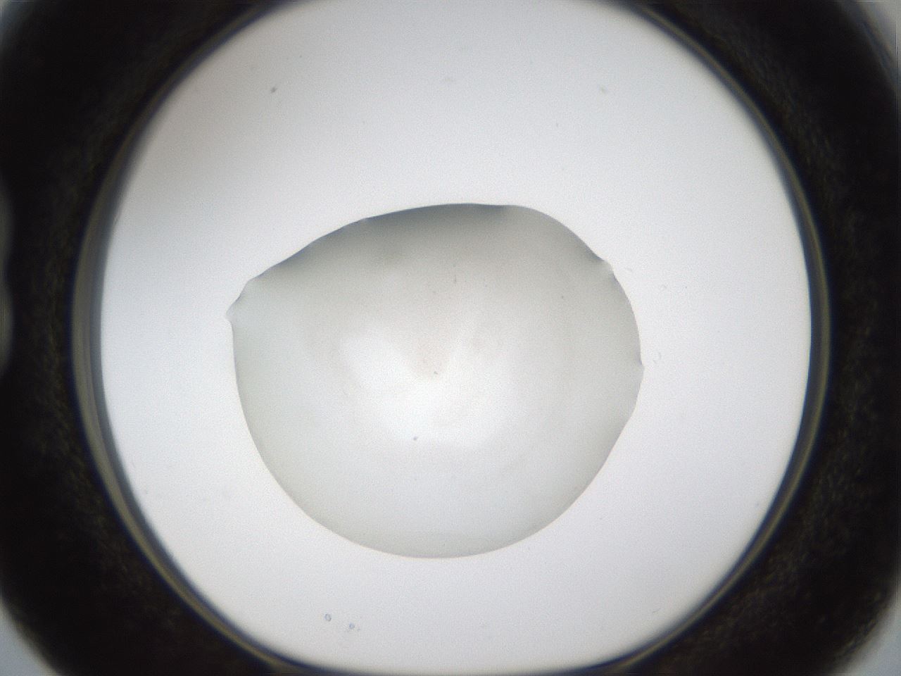 folderID285_plateID1285_batchID4045_wellNum15_profileID1_d1_r77382_ef.jpg