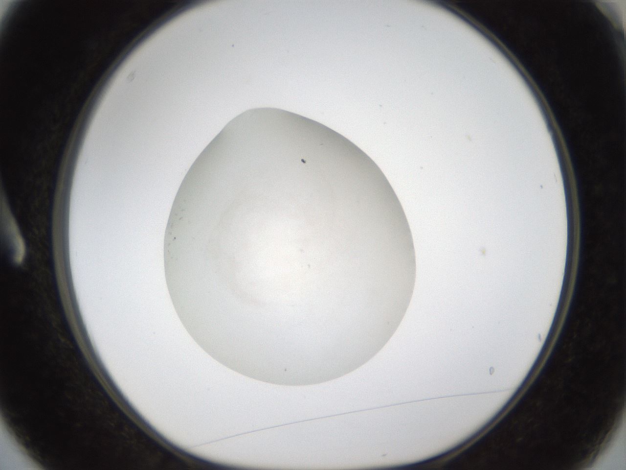 folderID285_plateID1285_batchID4395_wellNum3_profileID1_d1_r77370_ef.jpg