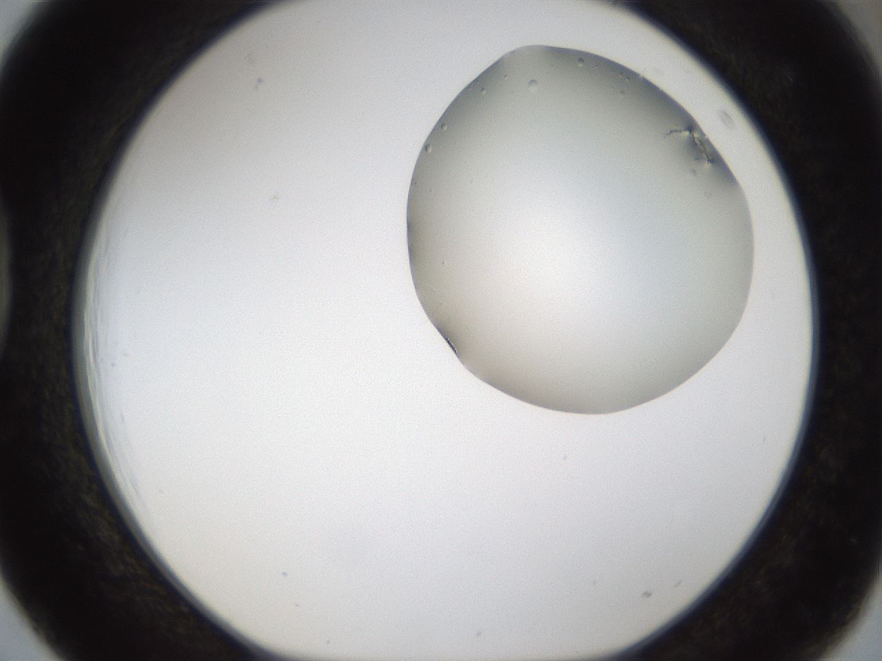 folderID286_plateID1286_batchID3984_wellNum39_profileID1_d1_r77598_ef.jpg