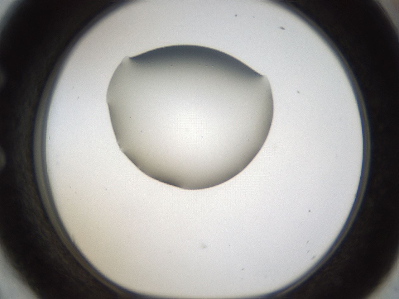 folderID286_plateID1286_batchID3984_wellNum54_profileID1_d1_r77613_ef.jpg