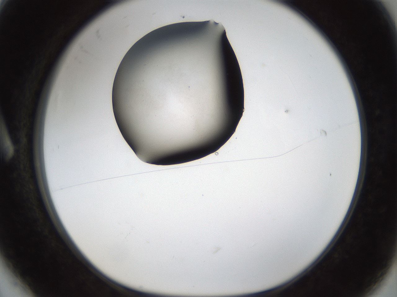 folderID286_plateID1286_batchID3984_wellNum6_profileID1_d1_r77565_ef.jpg