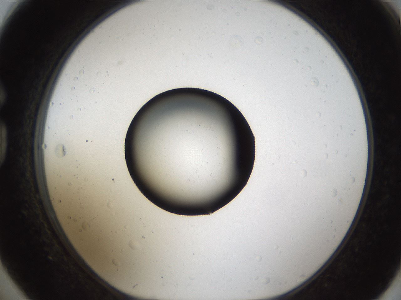 folderID286_plateID1286_batchID4397_wellNum74_profileID1_d1_r77633_ef.jpg