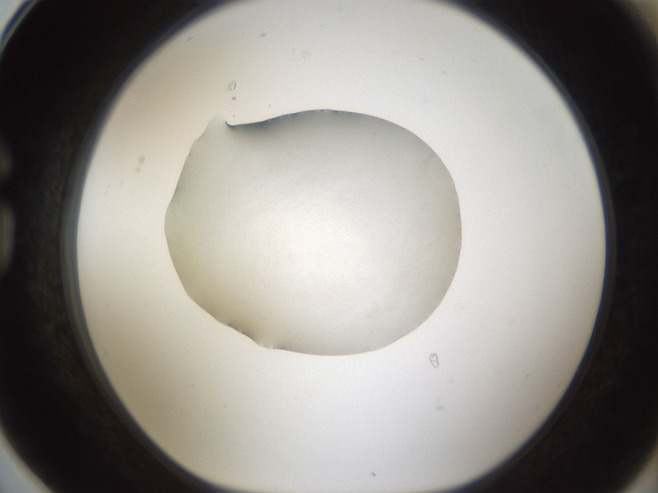 folderID287_plateID1287_batchID3921_wellNum78_profileID1_d1_r77253_ef.jpg