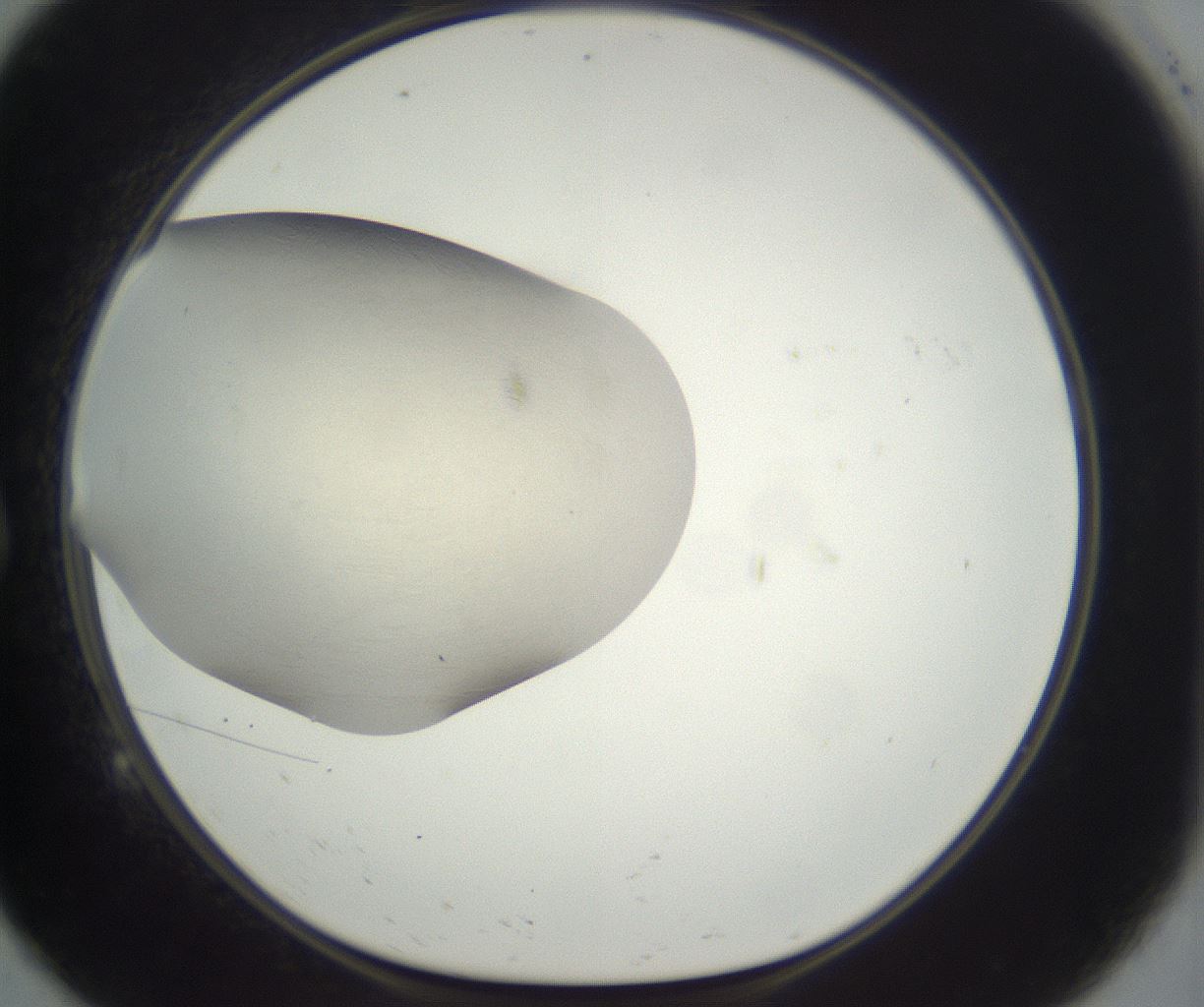 folderID286_plateID3286_batchID19392_wellNum9_profileID1_d1_r289980_ef.jpg