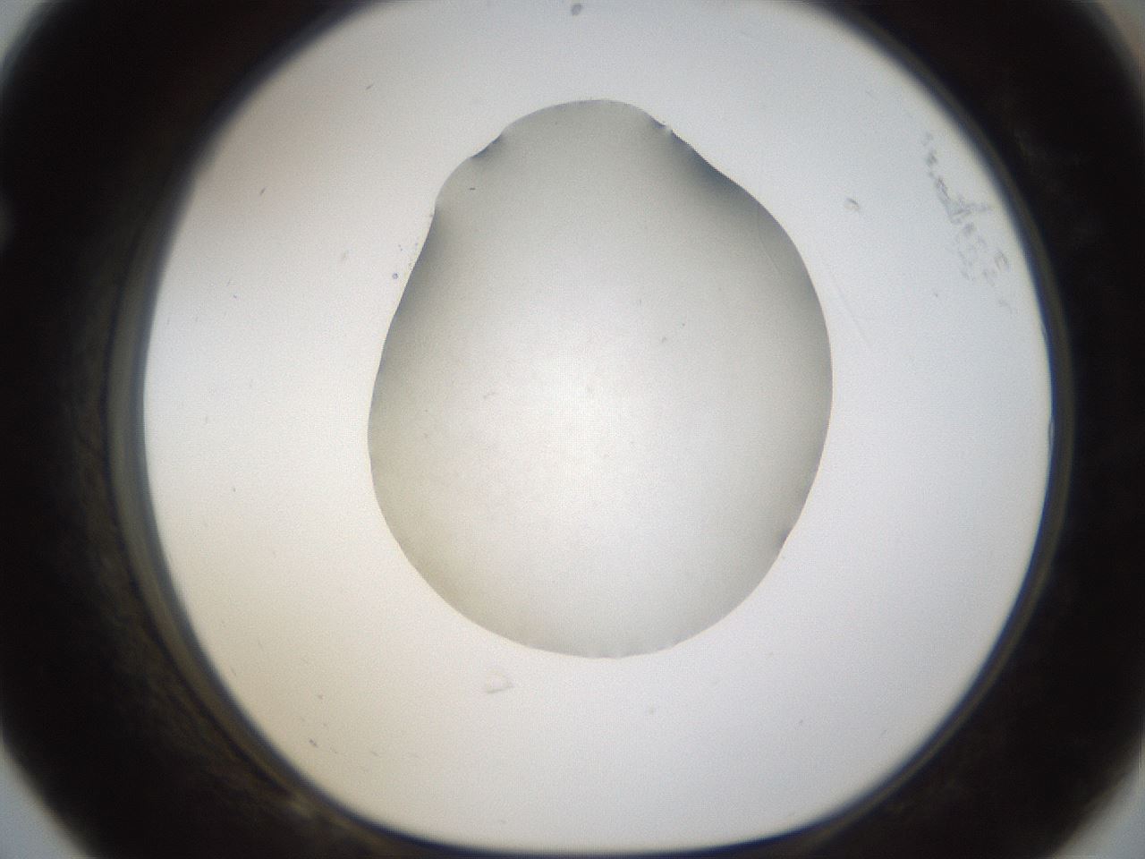 folderID287_plateID1287_batchID3921_wellNum68_profileID1_d1_r77243_ef.jpg