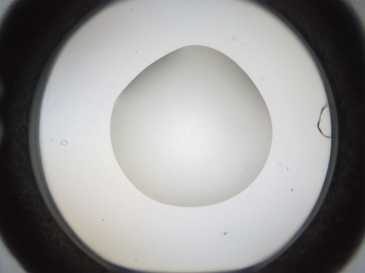 folderID287_plateID1287_batchID4392_wellNum29_profileID1_d1_r77204_ef.jpg