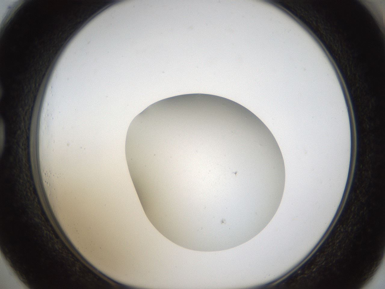 folderID288_plateID1288_batchID3983_wellNum73_profileID1_d1_r77536_ef.jpg