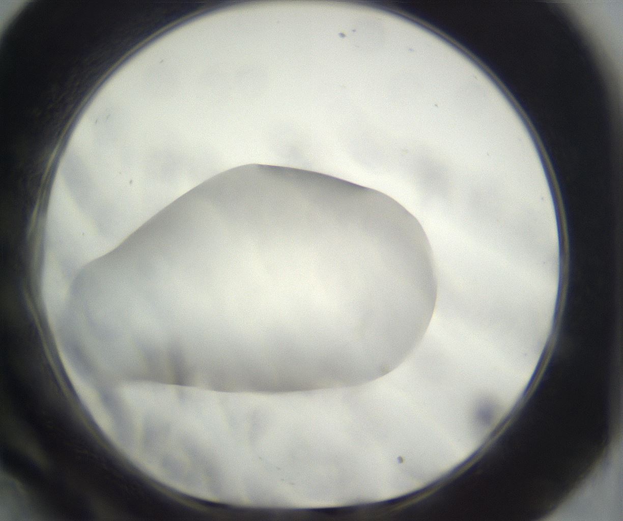 folderID287_plateID3287_batchID19703_wellNum34_profileID1_d1_r289909_ef.jpg