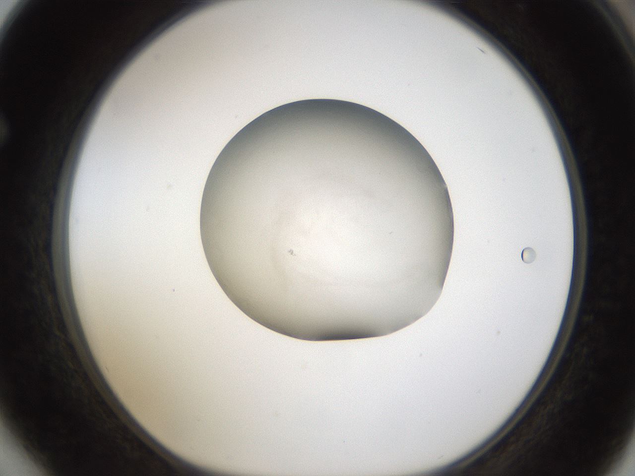 folderID289_plateID1289_batchID3981_wellNum64_profileID1_d1_r77335_ef.jpg