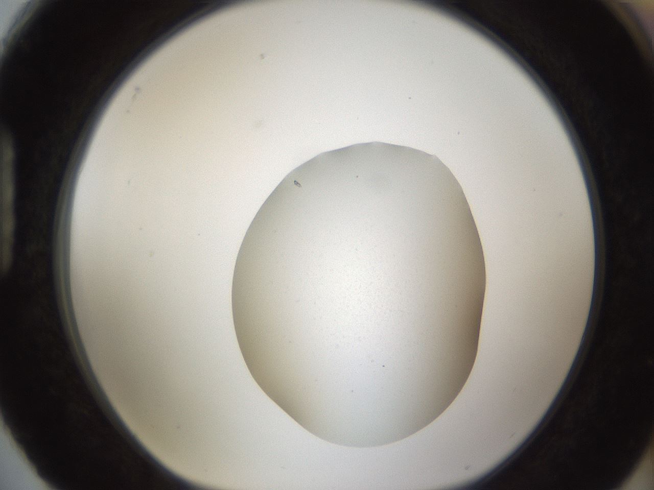 folderID289_plateID1289_batchID3981_wellNum88_profileID1_d1_r77359_ef.jpg