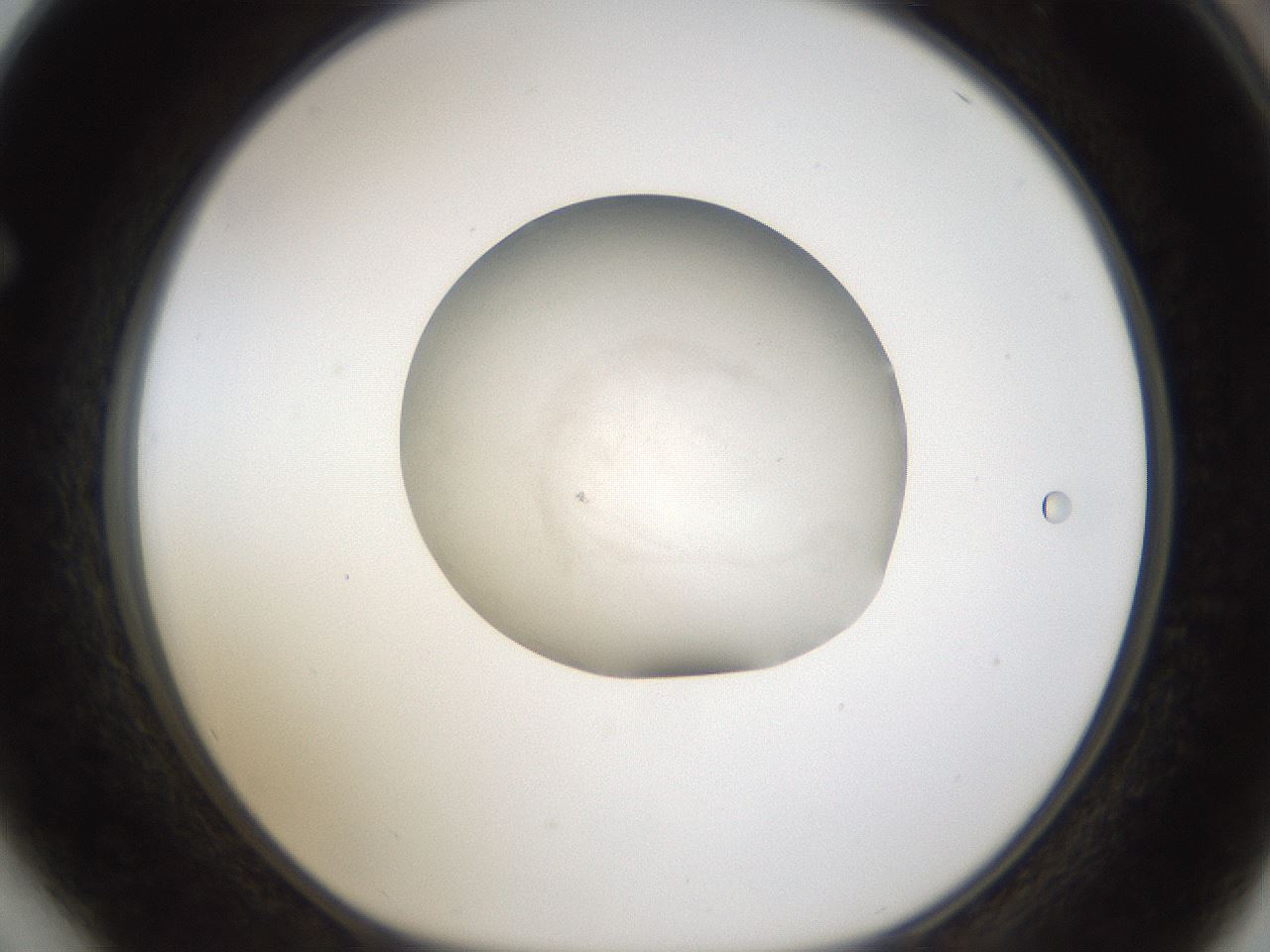 folderID289_plateID1289_batchID4128_wellNum64_profileID1_d1_r77335_ef.jpg