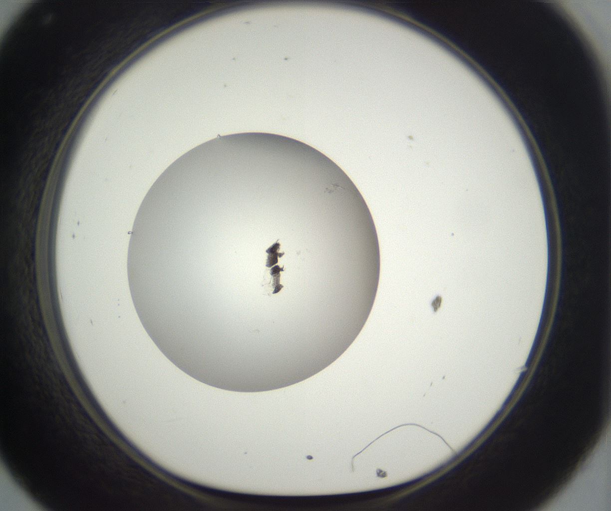 folderID288_plateID3288_batchID19393_wellNum32_profileID1_d1_r290099_ef.jpg