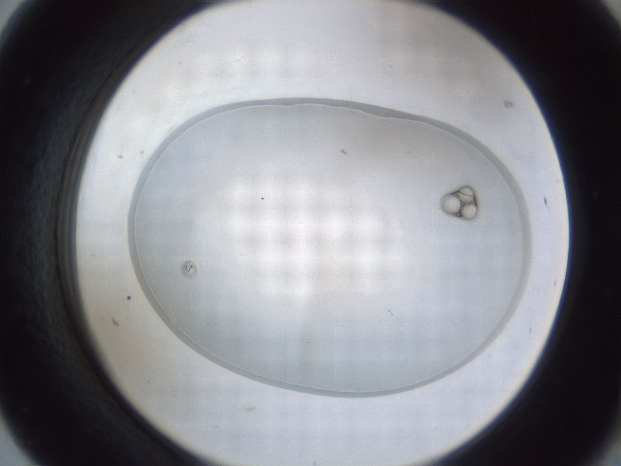 folderID28_plateID1028_batchID1847_wellNum68_profileID1_d2_r44075_ef.jpg