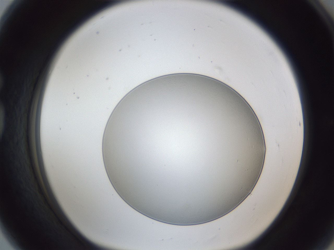 folderID28_plateID1028_batchID1847_wellNum80_profileID1_d1_r44098_ef.jpg