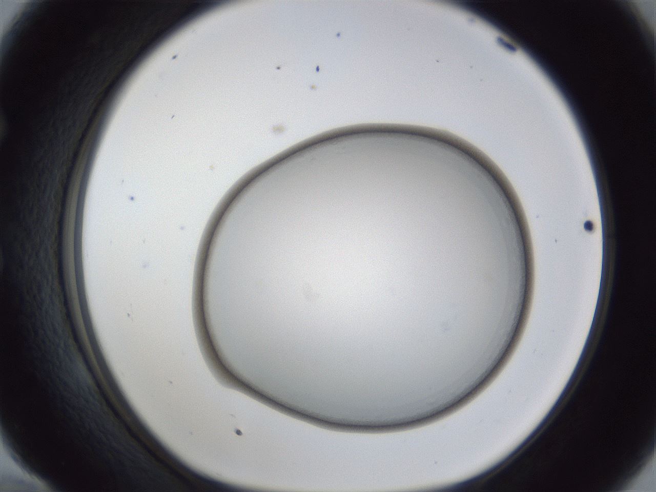 folderID28_plateID1028_batchID1917_wellNum58_profileID1_d1_r44054_ef.jpg