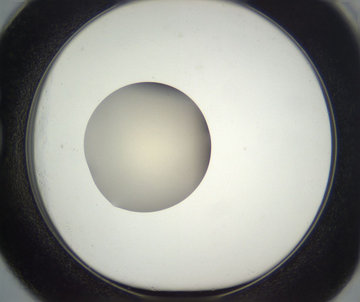 folderID290_plateID3290_batchID19721_wellNum73_profileID1_d1_r290332_ef.jpg