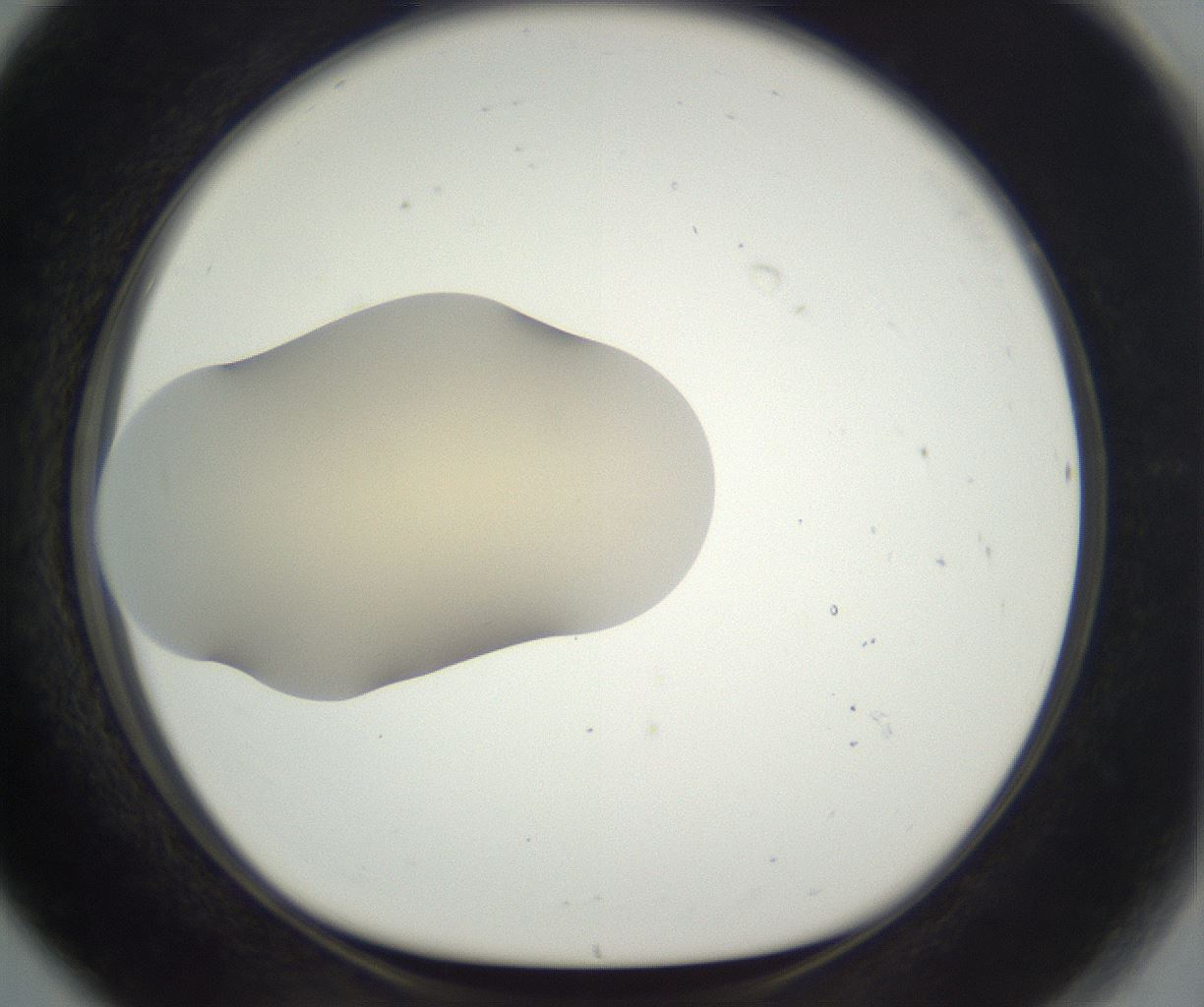 folderID290_plateID3290_batchID19721_wellNum80_profileID1_d1_r290339_ef.jpg