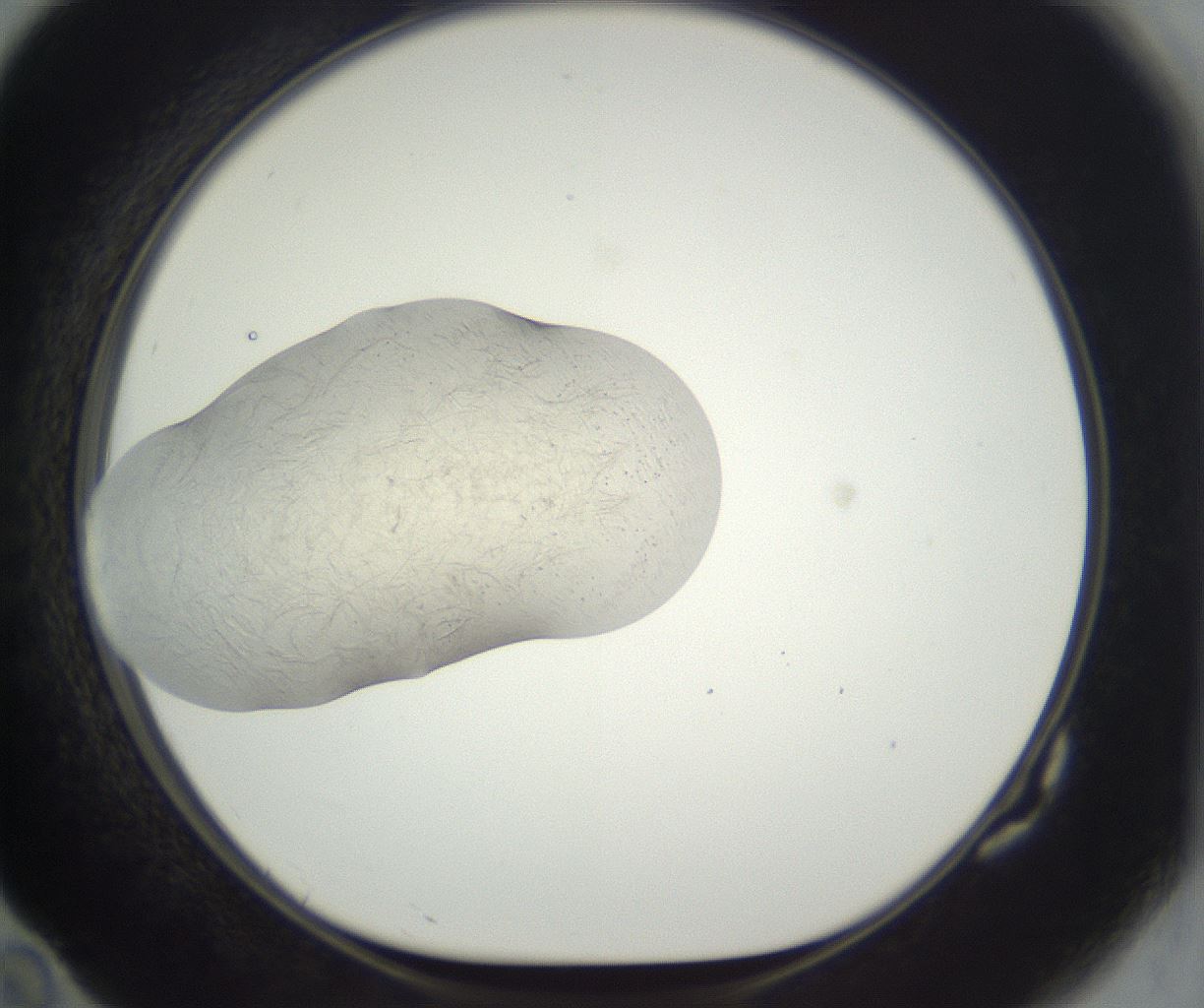 folderID290_plateID3290_batchID19721_wellNum82_profileID1_d1_r290341_ef.jpg