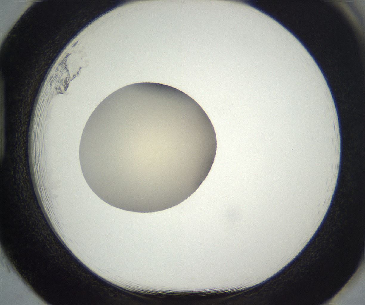 folderID290_plateID3290_batchID19721_wellNum85_profileID1_d1_r290344_ef.jpg