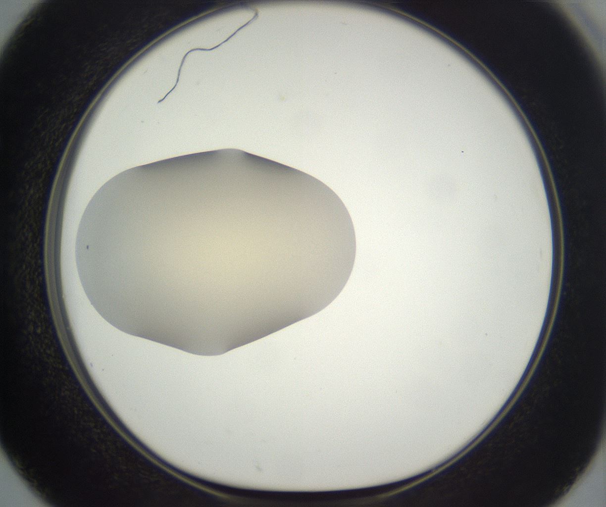 folderID290_plateID3290_batchID20048_wellNum50_profileID1_d1_r290309_ef.jpg
