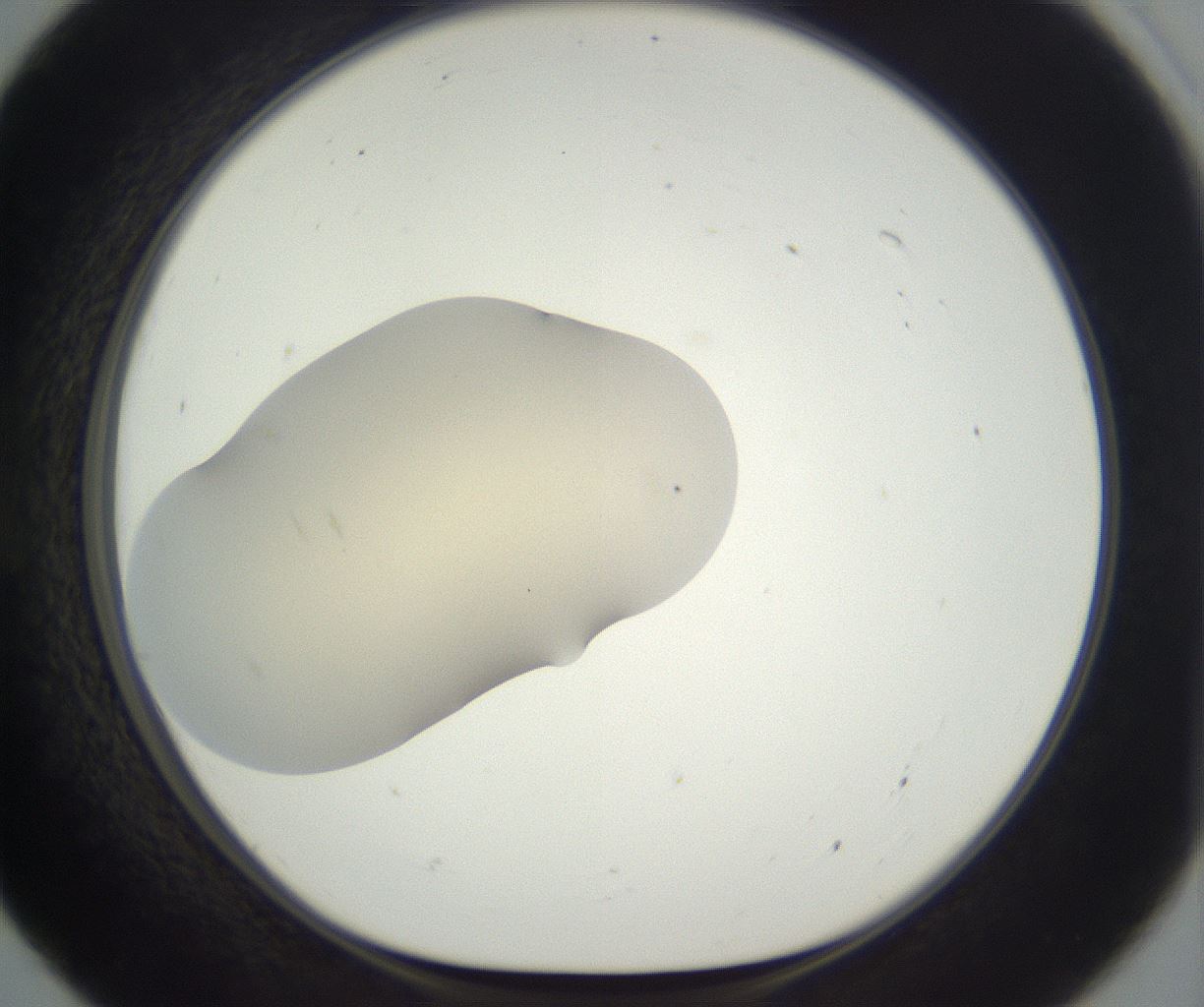 folderID290_plateID3290_batchID20048_wellNum55_profileID1_d1_r290314_ef.jpg