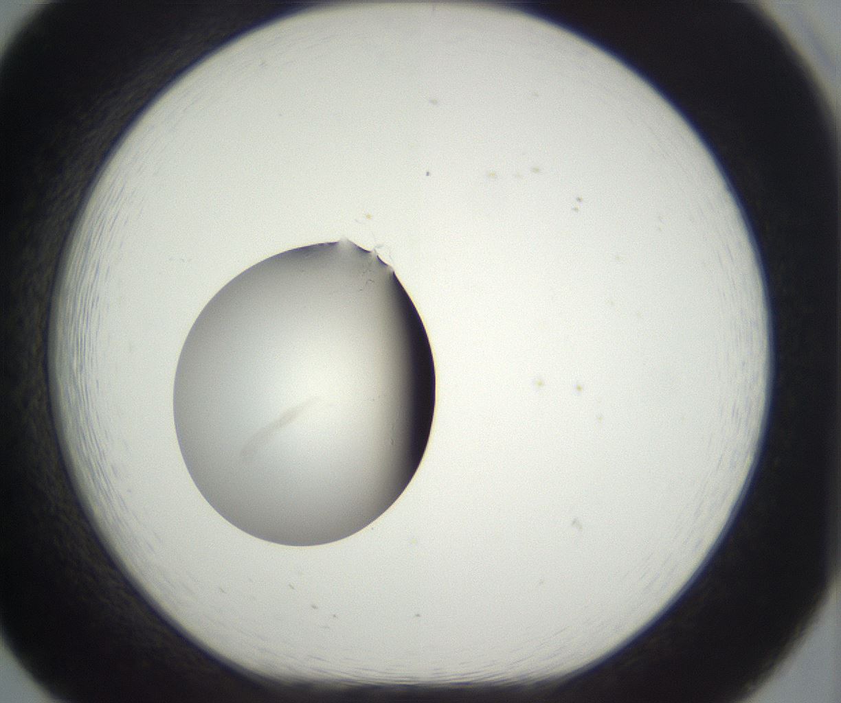 folderID292_plateID3292_batchID18878_wellNum20_profileID1_d1_r290183_ef.jpg
