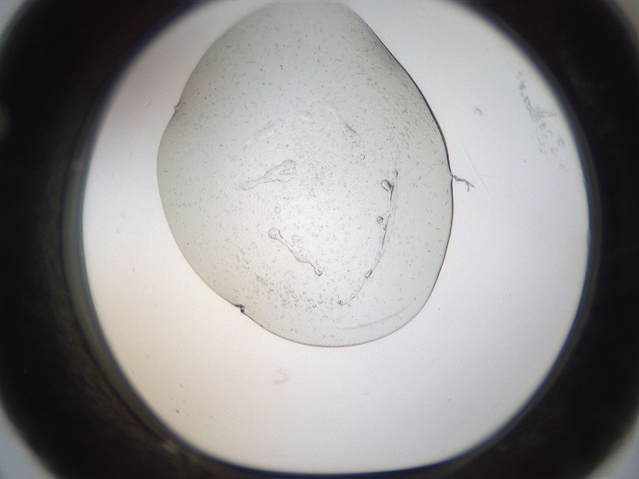 folderID293_plateID1293_batchID4053_wellNum68_profileID1_d1_r77799_ef.jpg