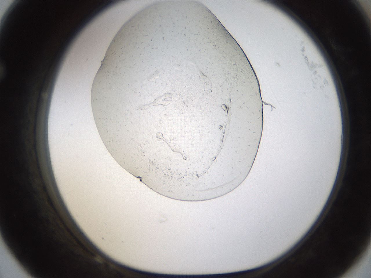 folderID293_plateID1293_batchID4136_wellNum68_profileID1_d1_r77799_ef.jpg