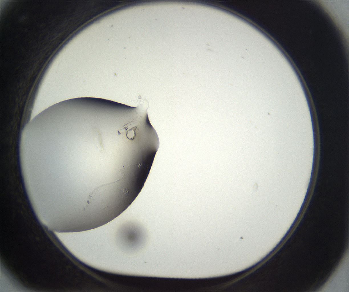 folderID293_plateID3293_batchID18802_wellNum81_profileID1_d1_r290436_ef.jpg