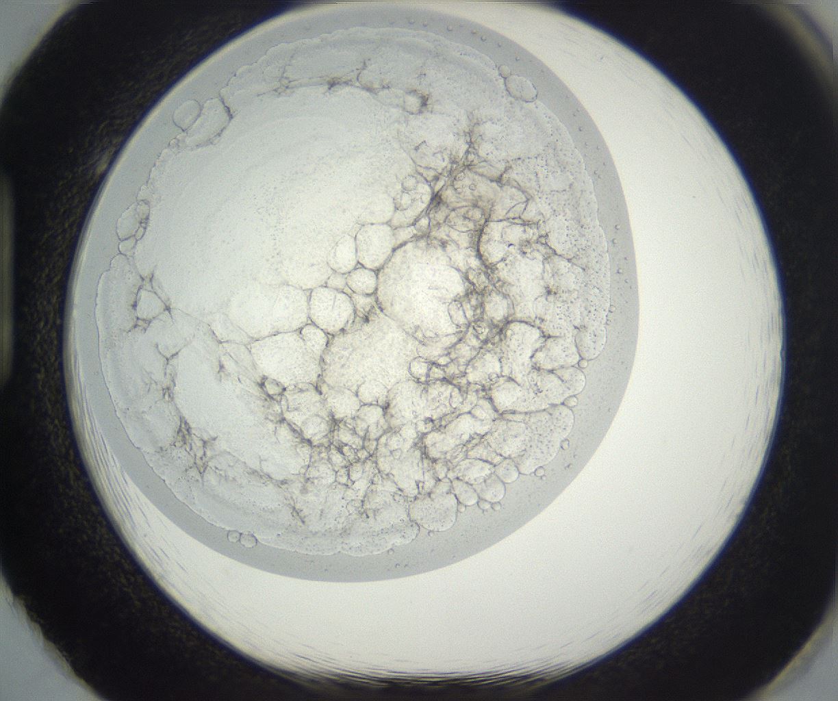 folderID293_plateID3293_batchID20049_wellNum86_profileID1_d1_r290441_ef.jpg