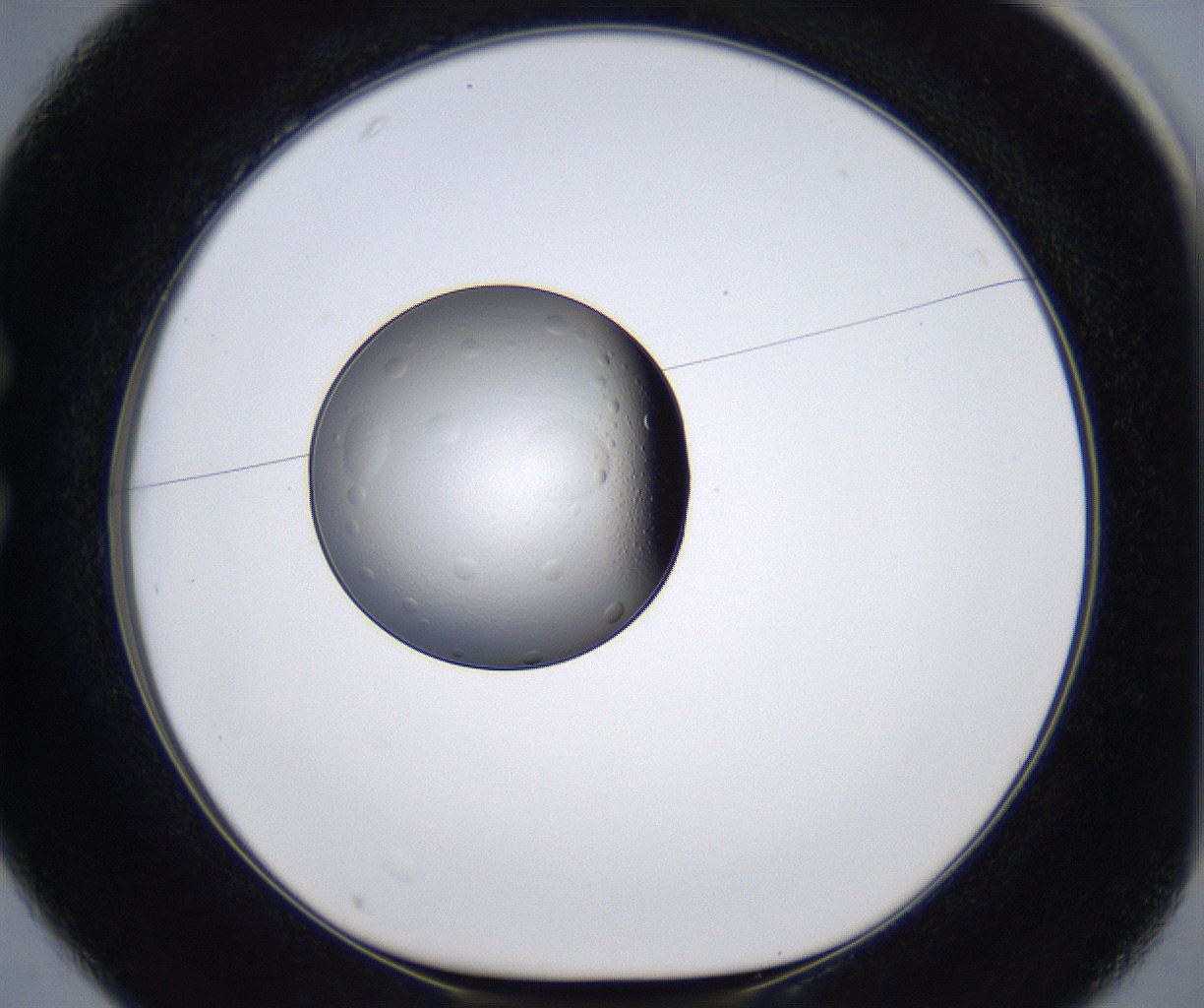 folderID295_plateID2295_batchID11247_wellNum25_profileID1_d1_r160390_ef.jpg