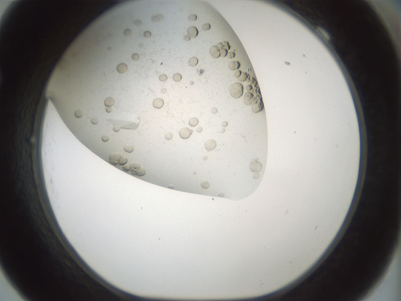 folderID196_plateID3196_batchID18020_wellNum69_profileID1_d1_r277836_ef.jpg