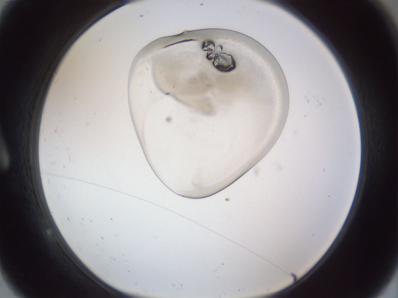 folderID162_plateID1162_batchID3413_wellNum9_profileID1_d1_r62063_ef.jpg