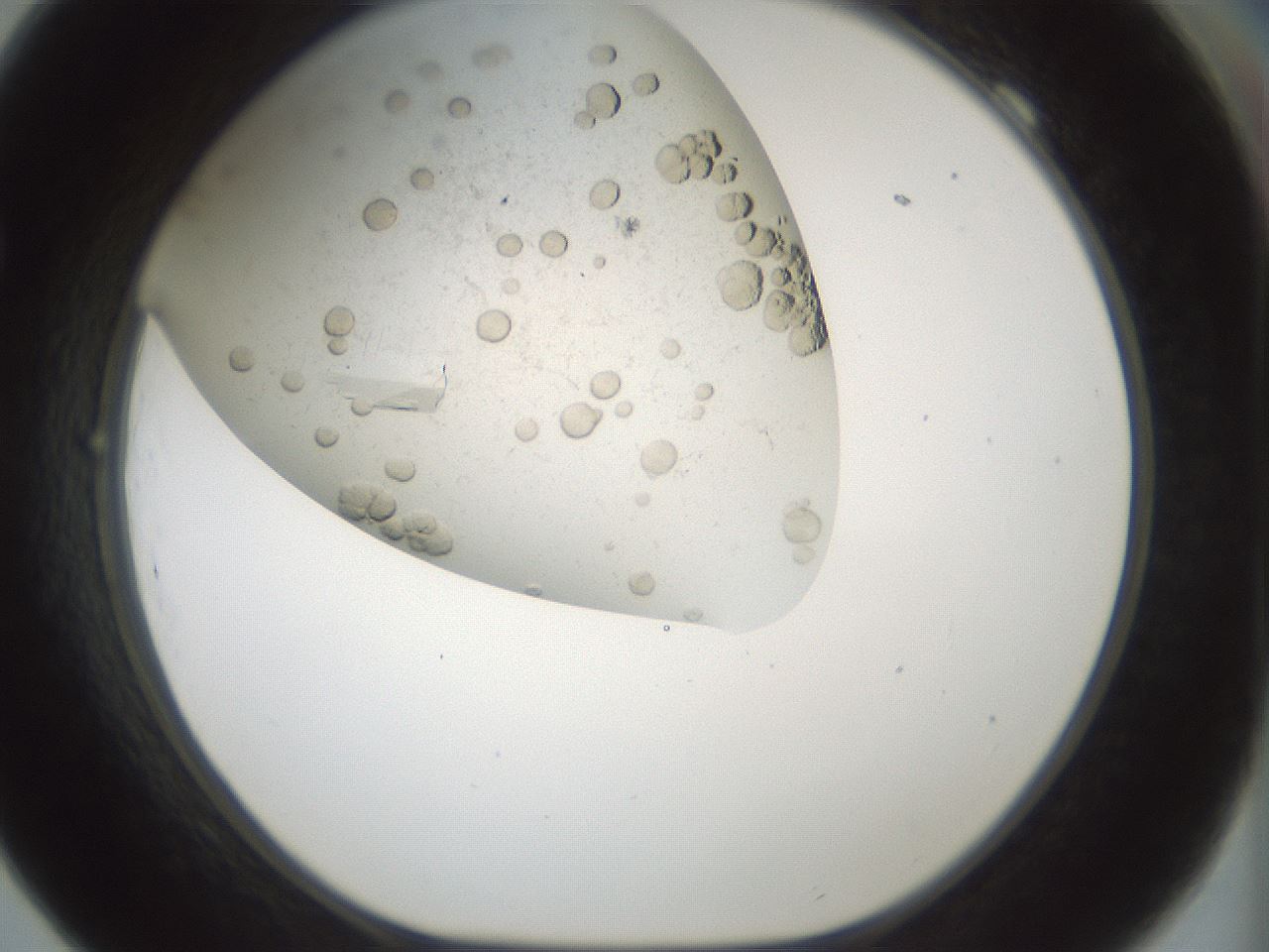 folderID196_plateID3196_batchID18054_wellNum69_profileID1_d1_r277836_ef.jpg