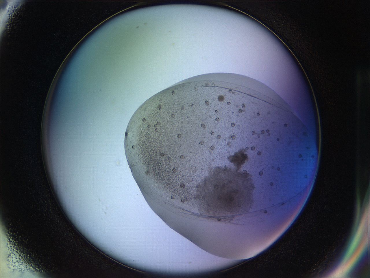 053o_G8_ImagerDefaults_8.jpg