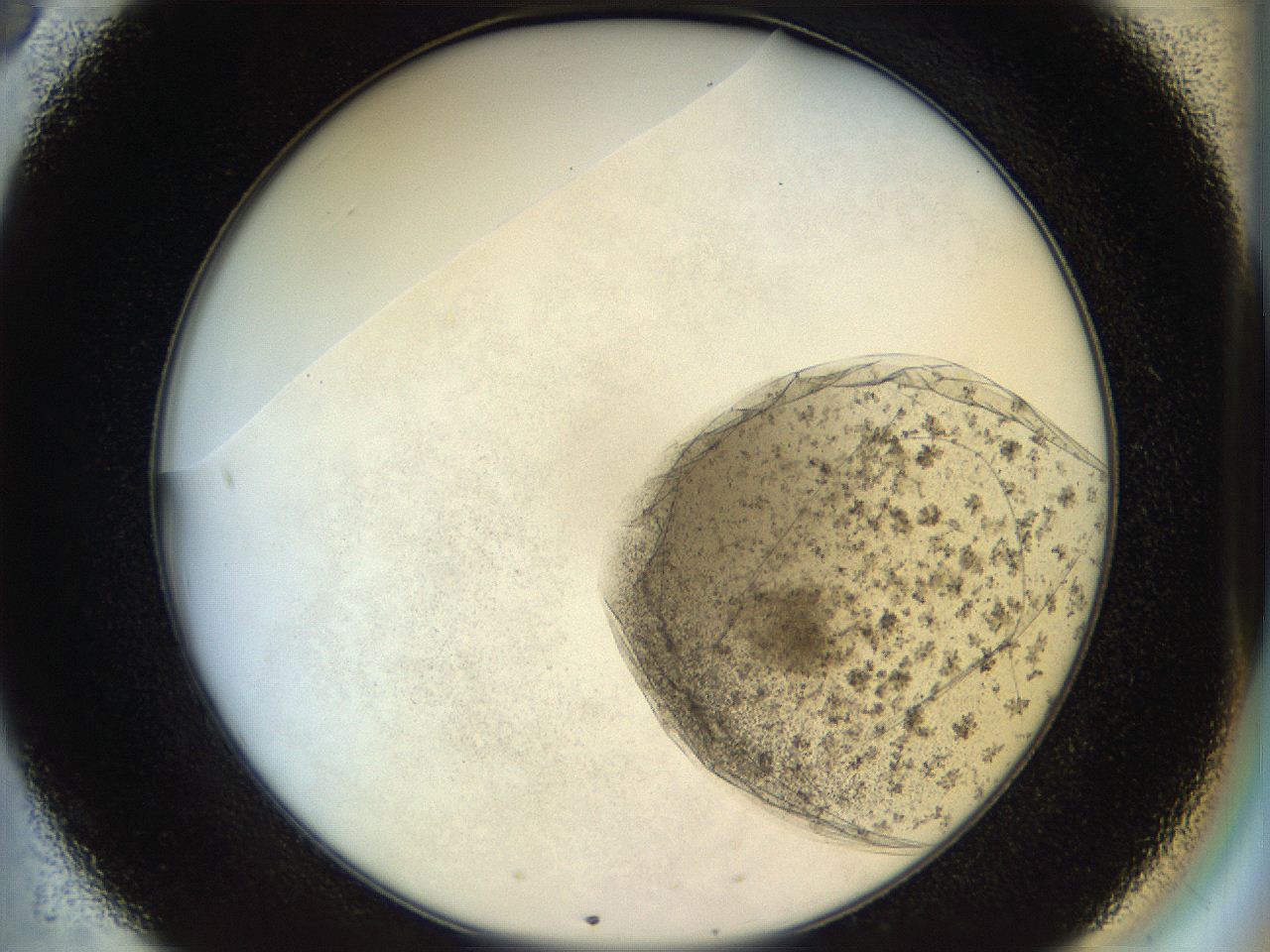053o_B8_ImagerDefaults_6.jpg