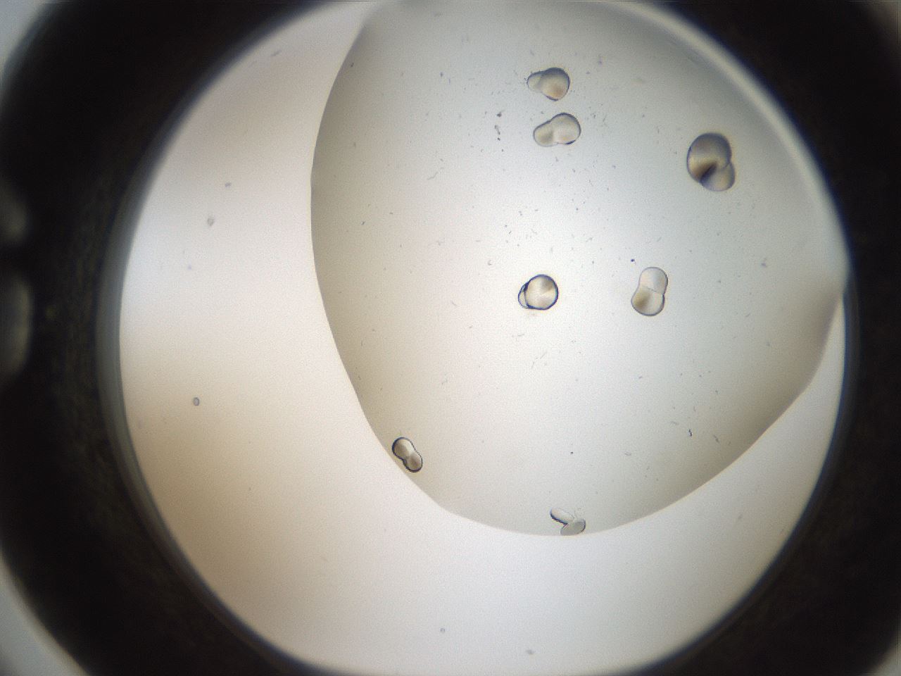 folderID236_plateID2236_batchID10020_wellNum78_profileID1_d1_r154632_ef.jpg