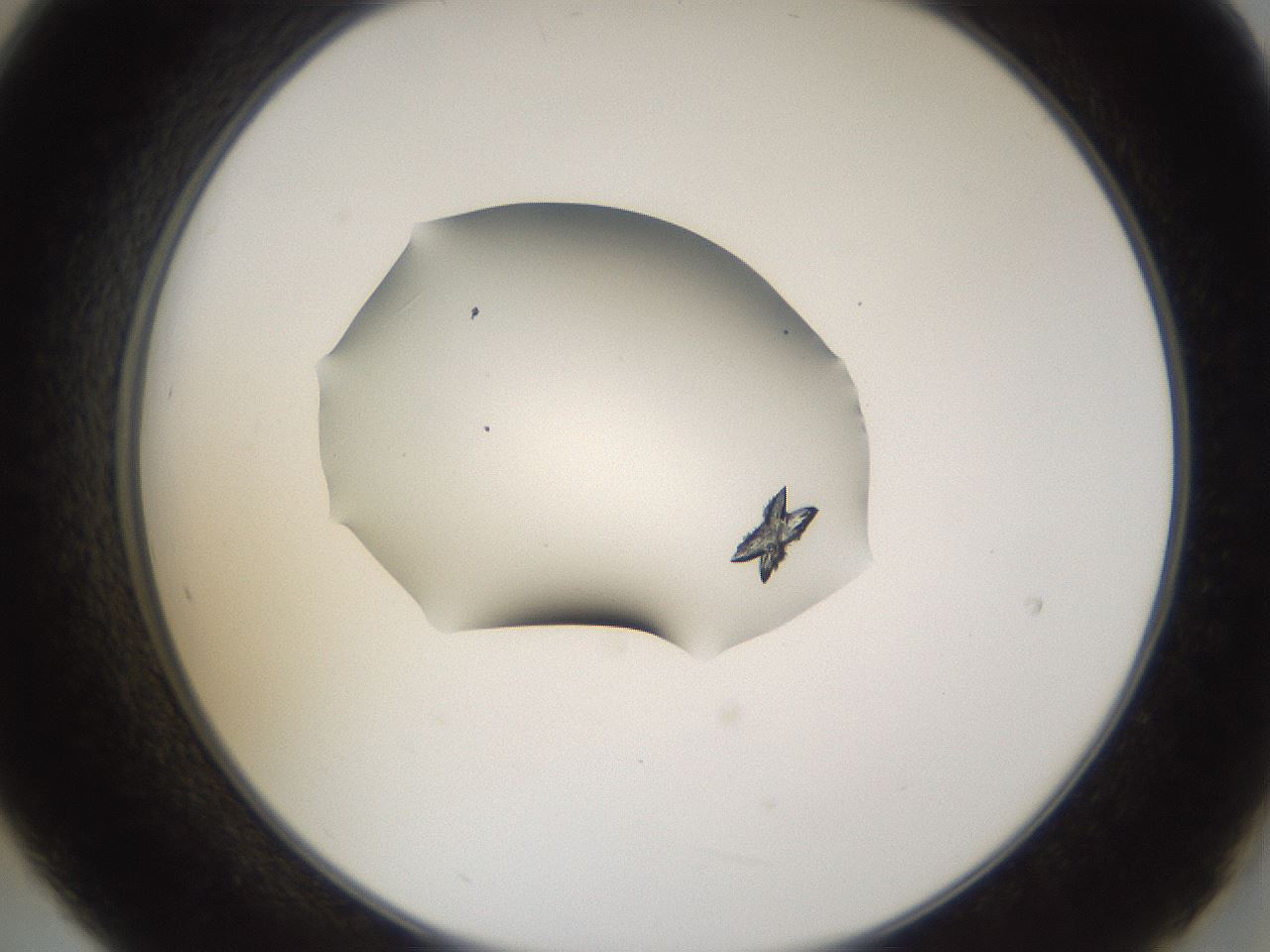 folderID281_plateID3281_batchID18718_wellNum21_profileID1_d2_r289566_ef.jpg
