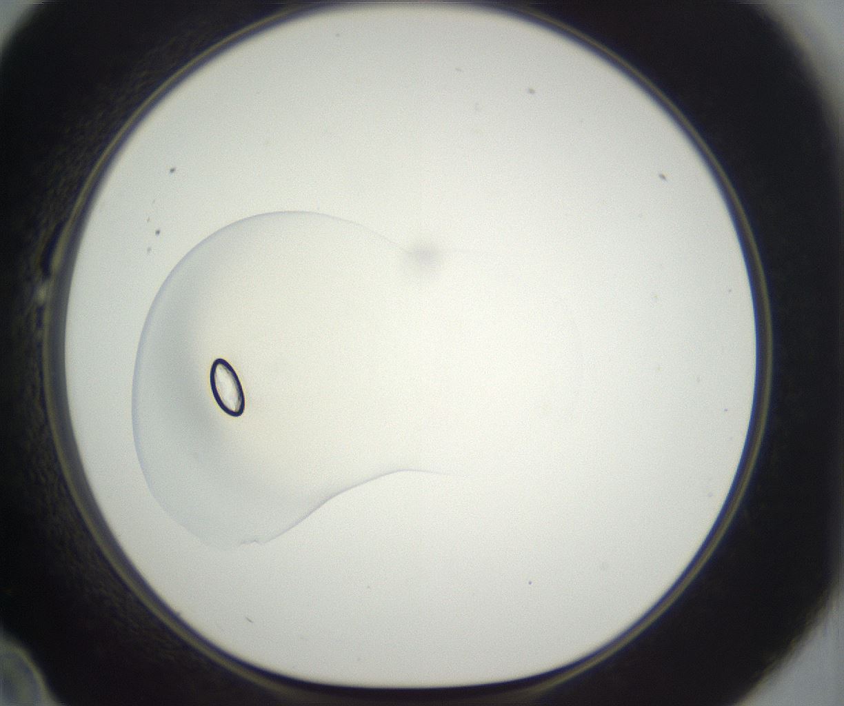 folderID285_plateID3285_batchID18825_wellNum22_profileID1_d1_r289801_ef.jpg