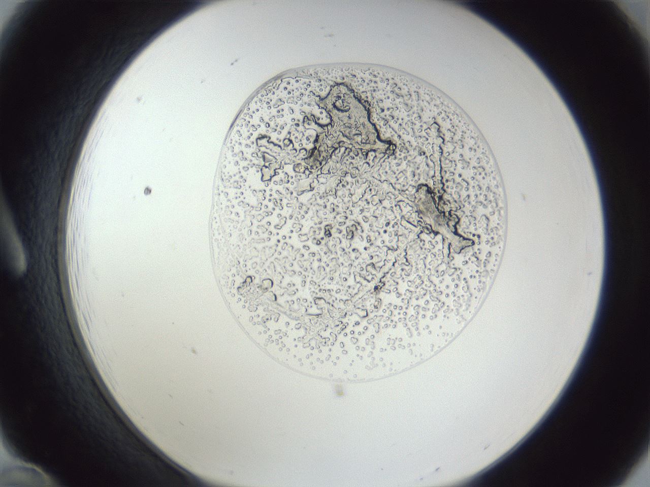 folderID163_plateID1163_batchID6495_wellNum12_profileID1_d1_r62645_ef.jpg