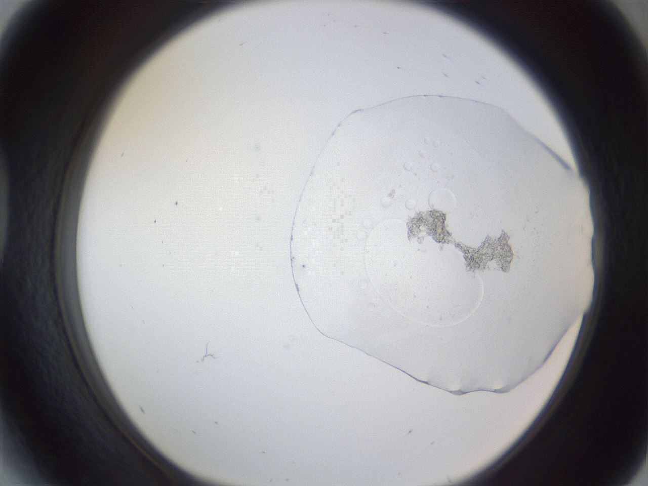 folderID164_plateID1164_batchID12303_wellNum41_profileID1_d1_r63855_ef.jpg