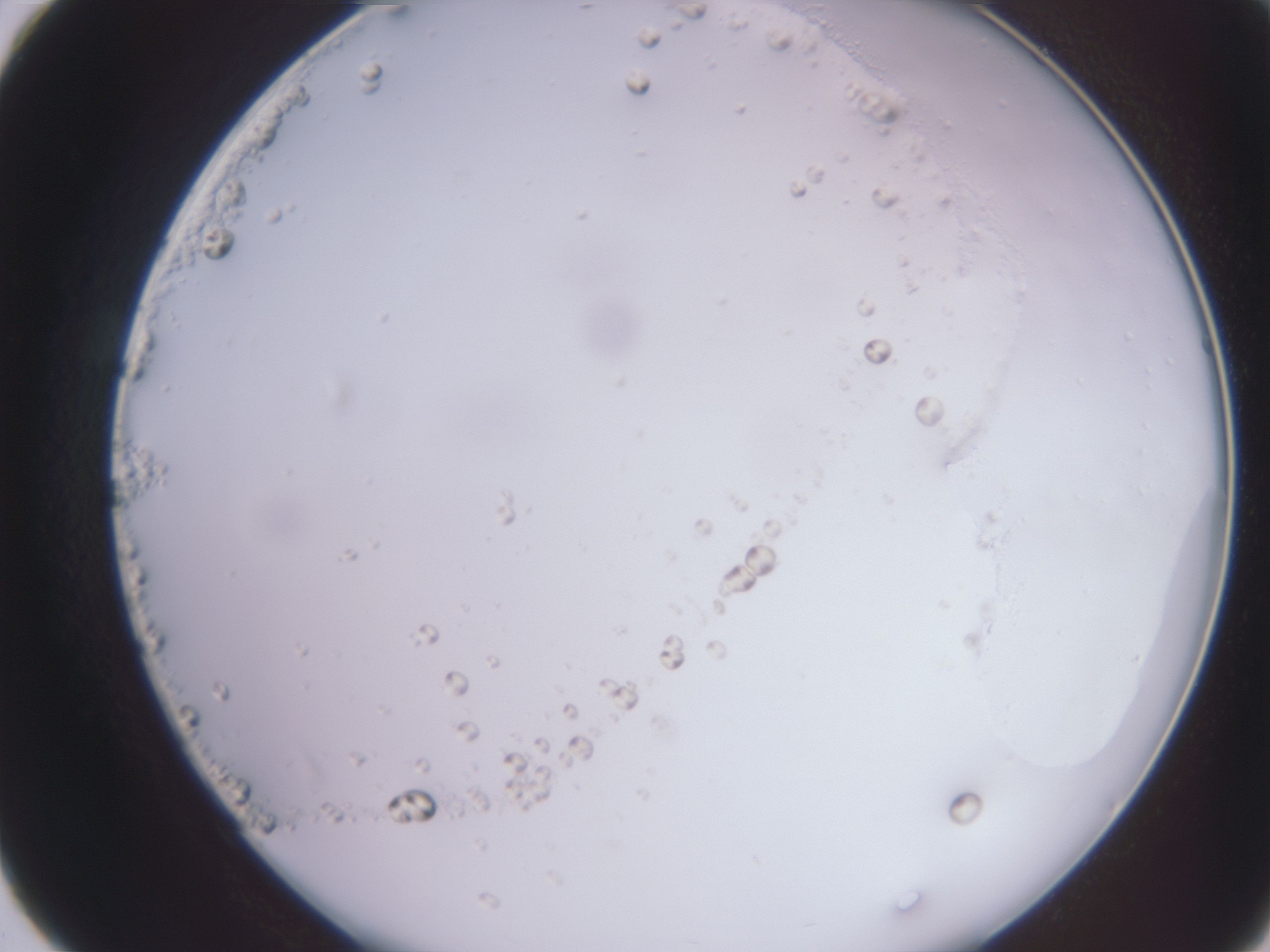 folderID16_plateID3016_batchID16697_wellNum40_profileID1_d2_r251410_ef.jpg