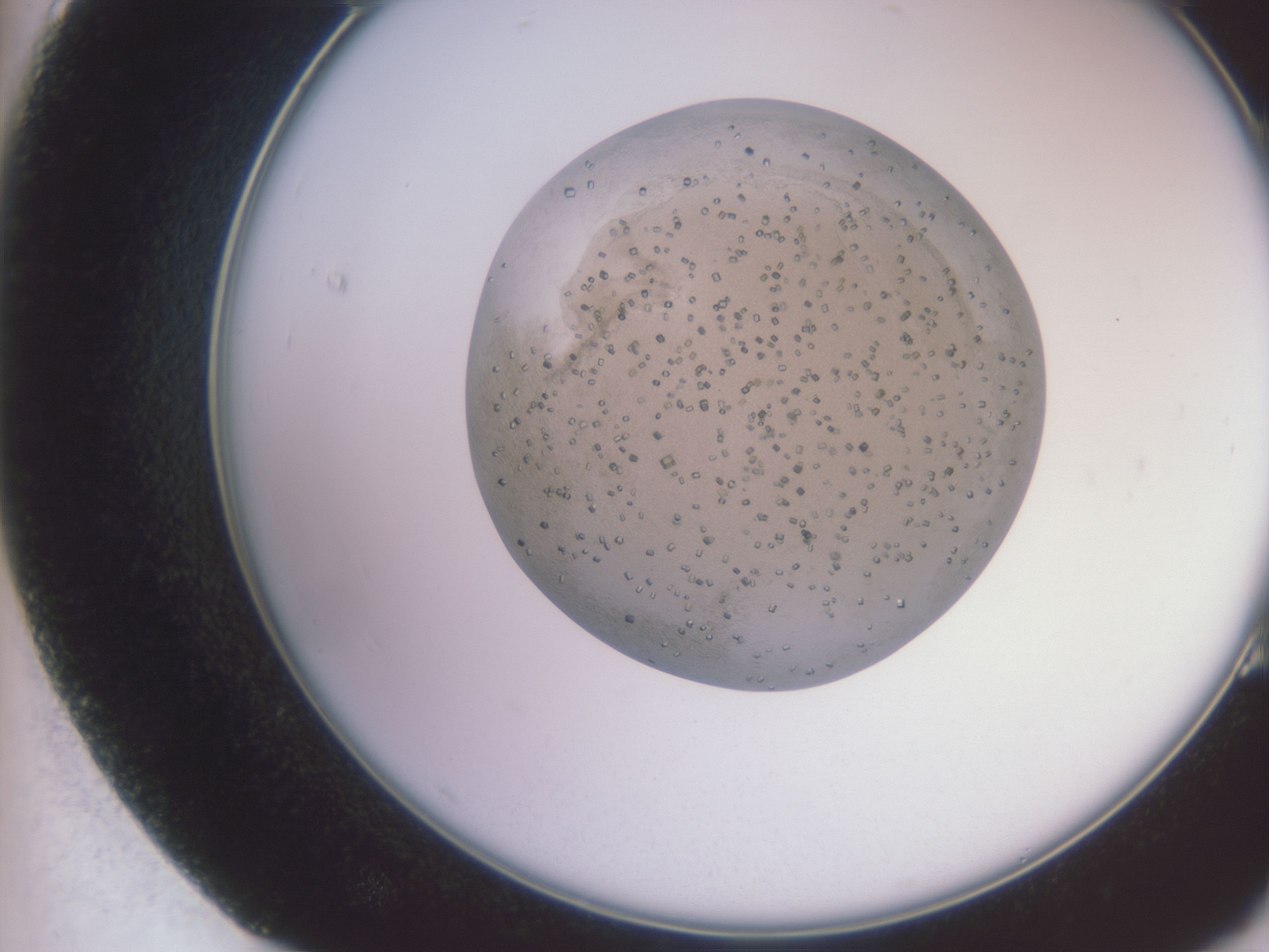 folderID16_plateID3016_batchID16764_wellNum83_profileID1_d2_r251496_ef.jpg