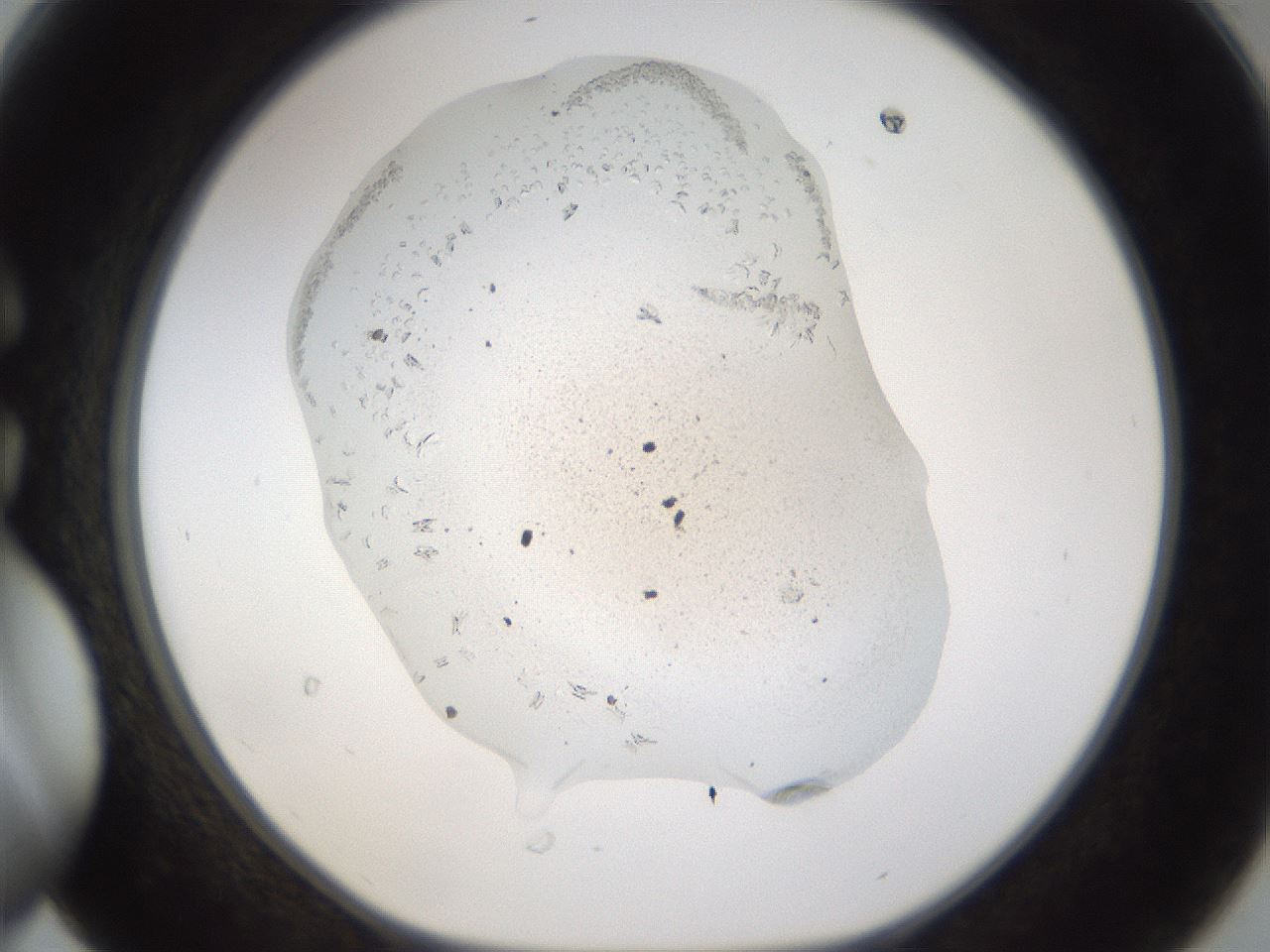 folderID179_plateID3179_batchID18049_wellNum30_profileID1_d1_r274437_ef.jpg