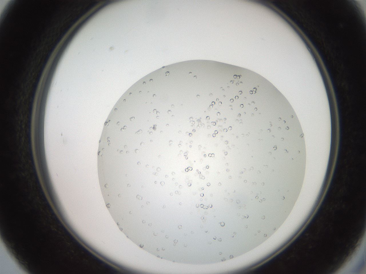 folderID18_plateID3018_batchID16460_wellNum27_profileID1_d2_r251768_ef.jpg