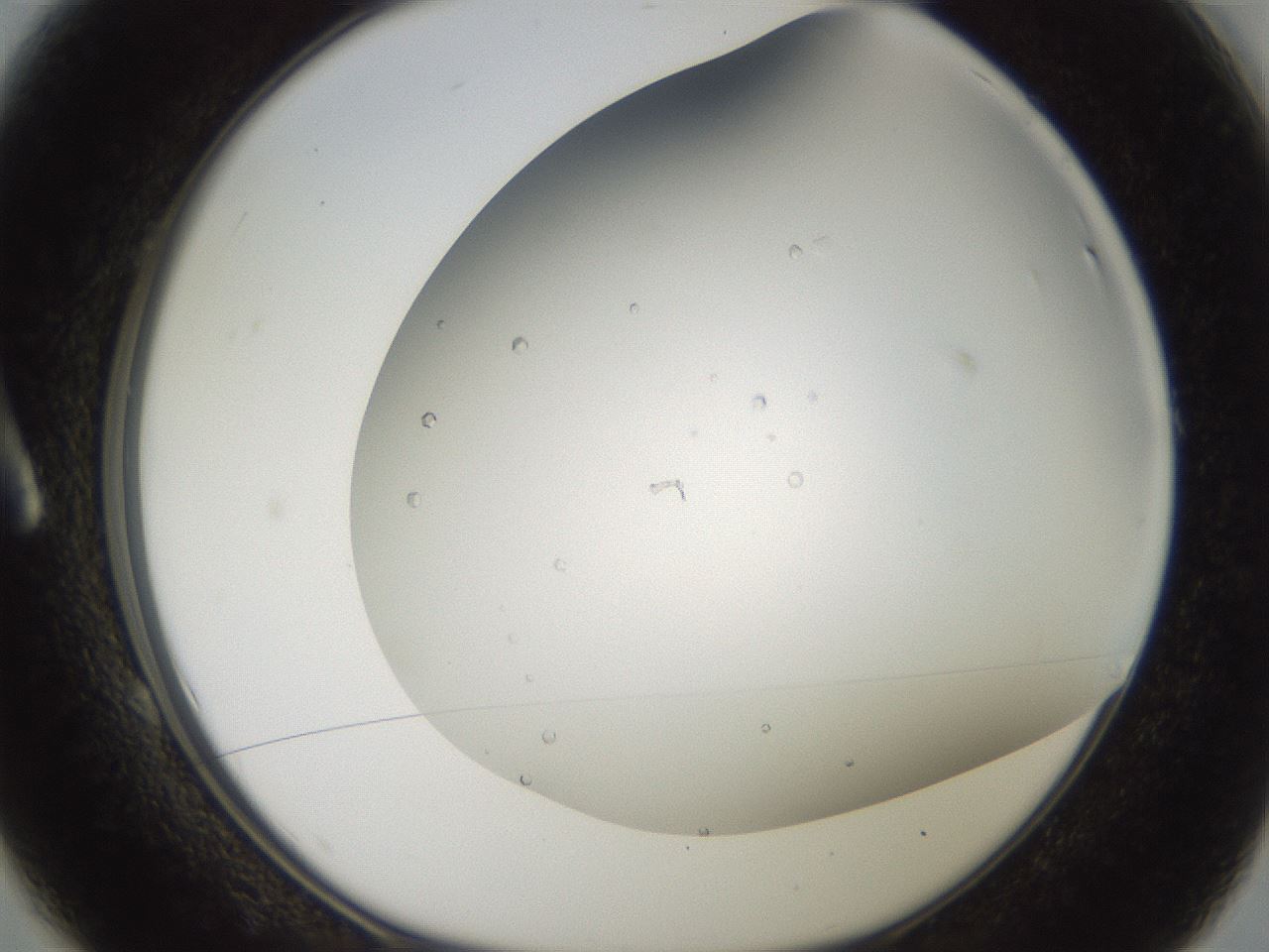 folderID195_plateID3195_batchID17837_wellNum1_profileID1_d1_r277192_ef.jpg