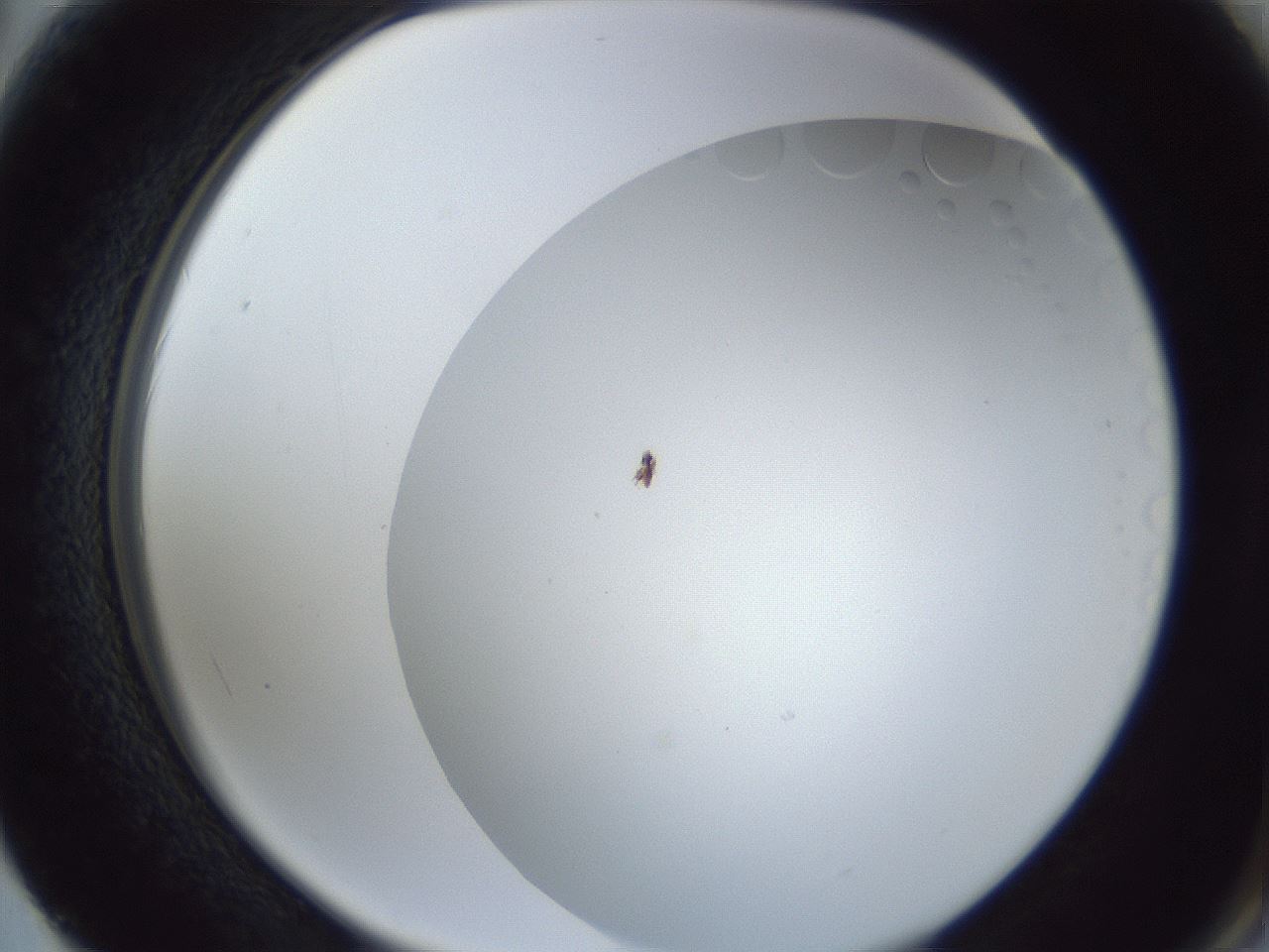 folderID205_plateID1205_batchID4223_wellNum62_profileID1_d2_r66875_ef.jpg
