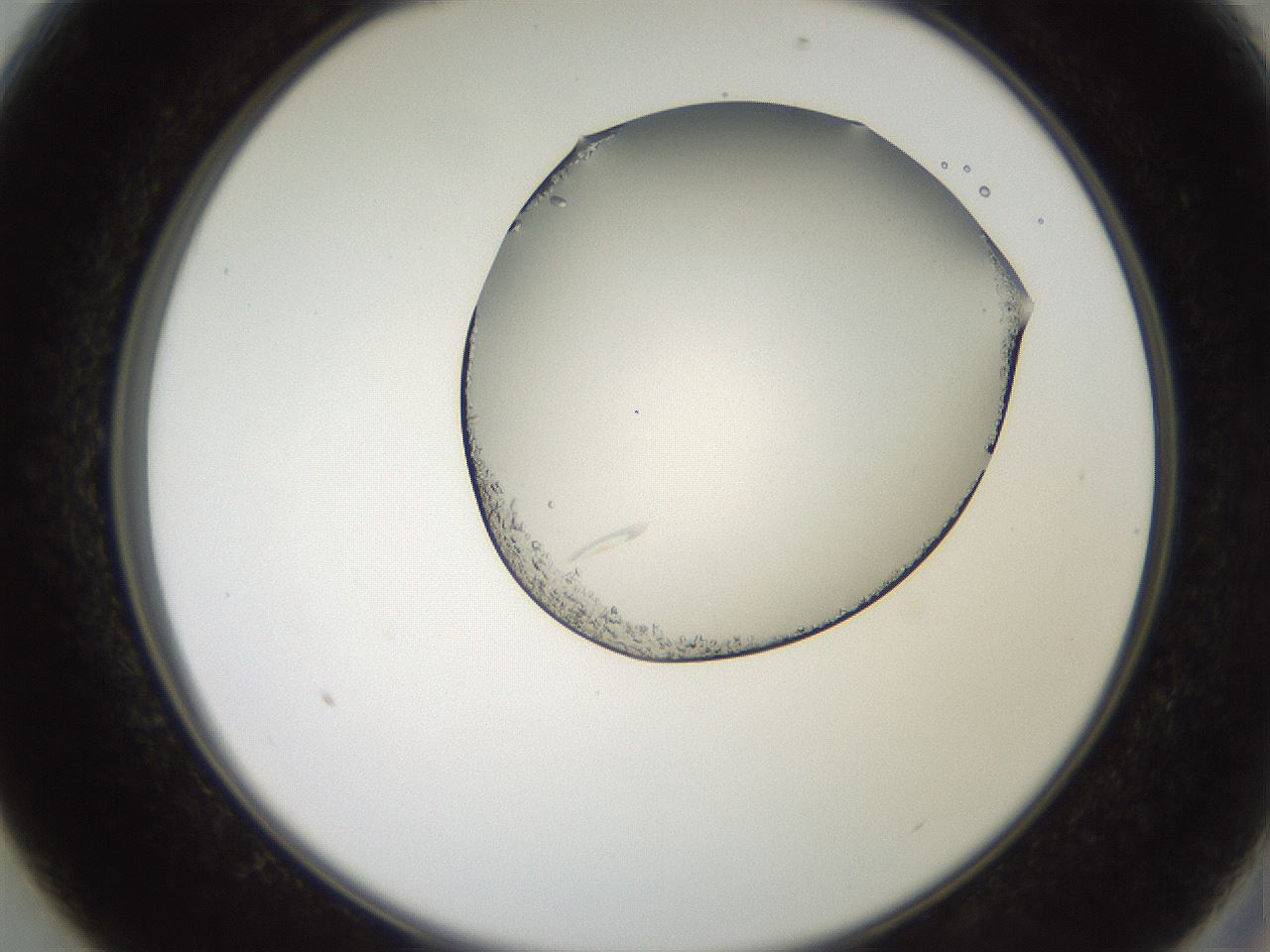 folderID205_plateID2205_batchID10269_wellNum13_profileID1_d2_r149968_ef.jpg