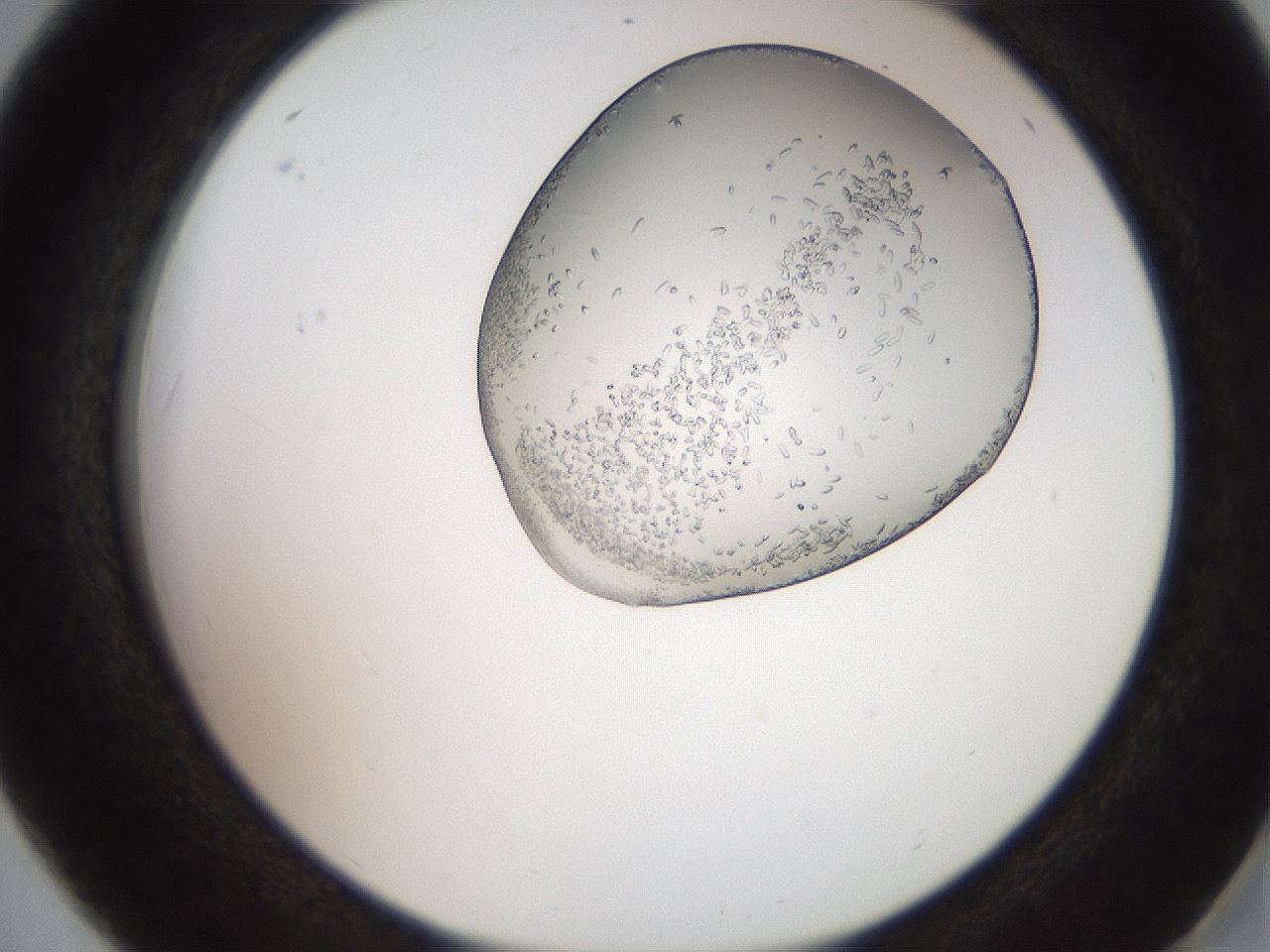 folderID205_plateID2205_batchID10269_wellNum18_profileID1_d2_r149978_ef.jpg