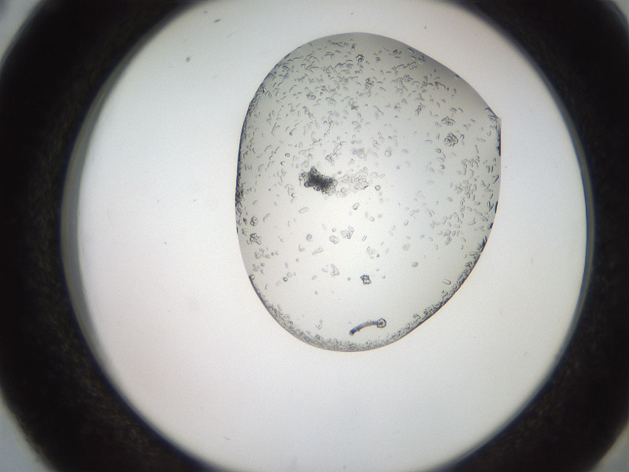 folderID205_plateID2205_batchID9904_wellNum38_profileID1_d2_r150018_ef.jpg